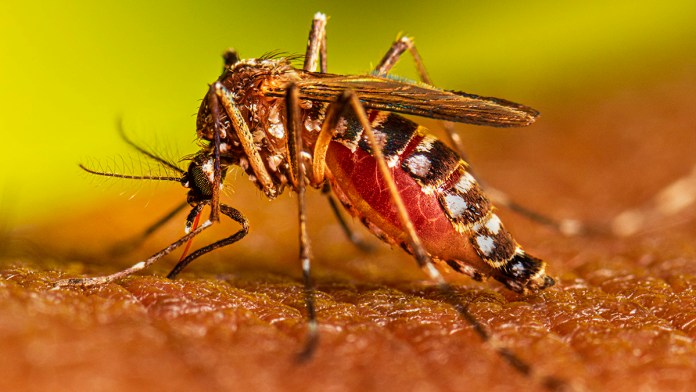 Why mosquitoes get attracted to some people more than others