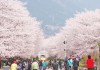 Cherry Blossom Festival, Meghalaya