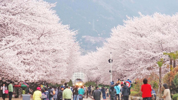 Cherry Blossom Festival, Meghalaya
