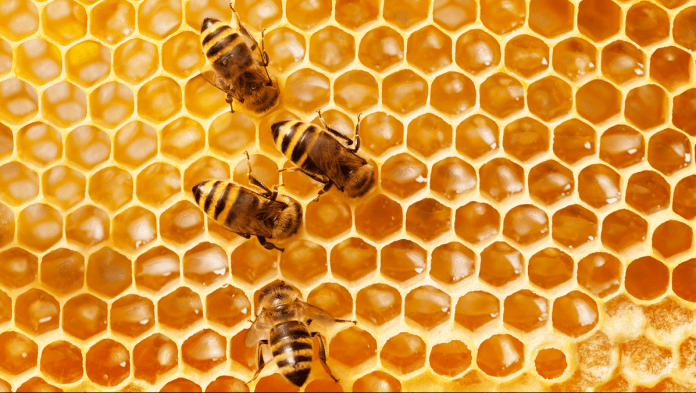 Why honey bees live half as long as they did 50 years ago
