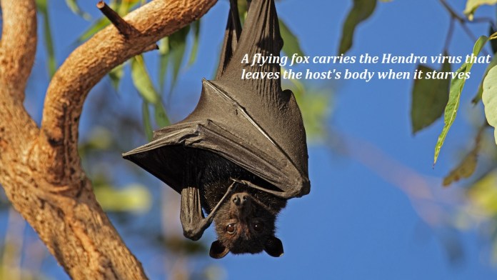 Bats may cause next pandemic within 2 years, Australian scientists warn