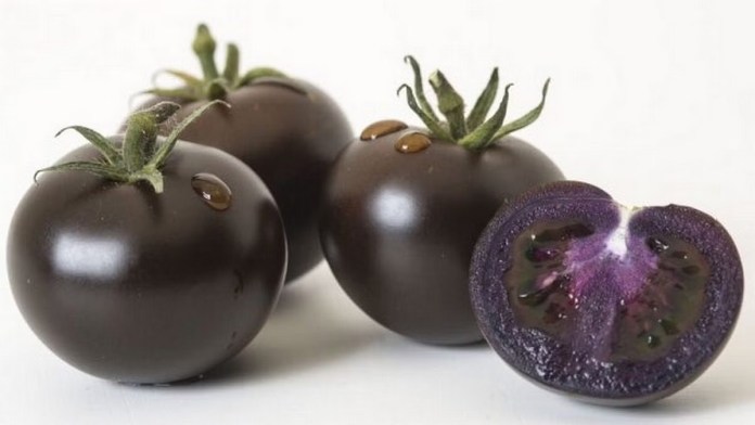 Purple tomato: How GM food won